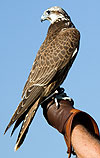 Bild: Greifvogel